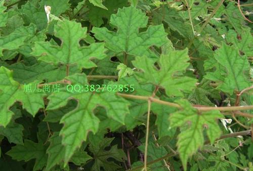 山葡萄根野葡萄藤葡萄叶