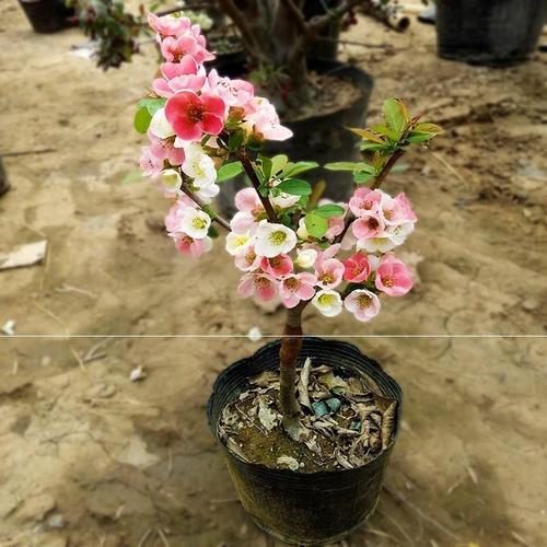 海棠花日本观叶海棠别墅红花盆栽花名盆景铁贵树苗盆栽树苗吊盆