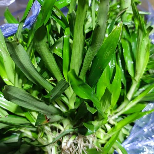 化核草 痰火草 围夹草 500克新鲜草药