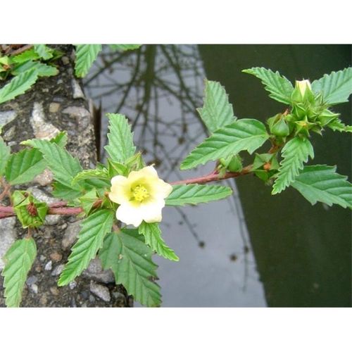 农家自晒中草药赛葵黄花草黄花棉山麻黄大叶黄花猛5oo克干货