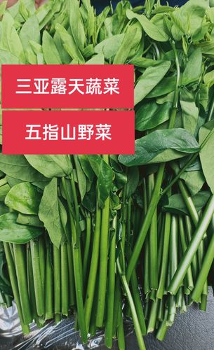 2斤装 顺丰空运 海南五指山野菜 露天蔬菜 树仔菜  天香绿