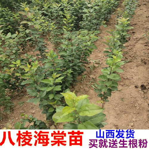 八棱海棠树 八棱海棠树苗 盆栽 地栽 海棠苗 海棠树苗 八棱海棠苗