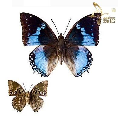 蝶语 蝴蝶标本charaxes smaragdalis绿宝石螯蛱蝶真蝴蝶标本昆虫