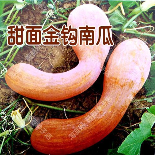 黄狼金钩黄皮南瓜种子 春瓜夏季播蔬菜 甜面可口大吊籽高产易种孑
