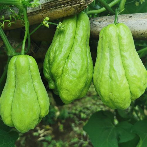 佛手瓜新鲜5斤洋瓜蔬菜捧瓜农家特产整箱丰收窝瓜寿瓜葵瓜包邮