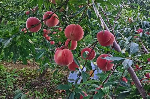 5/株  桃树苗  冬桃苗  雪桃苗  黄金蜜桃苗  基地供应薄利多销