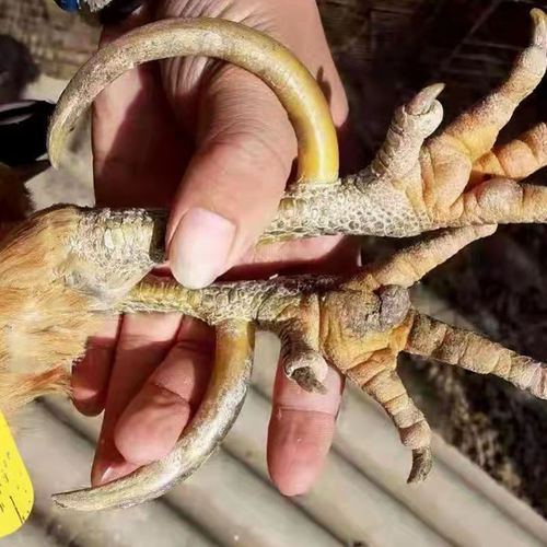 鸡爪骨手把件盘玩鸡拐子冷门文玩男士随身把玩招财抓钱手鸡蹬骨子