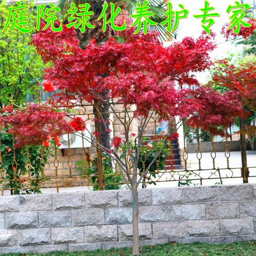 红枫树苗盆栽 庭院 日本红舞姬中国三季红四季红枫美国红枫树盆景