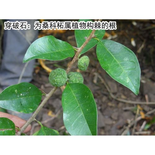 野生穿破石 中药材构棘根 小柘树根 九层皮 山荔枝 新鲜晒干500克