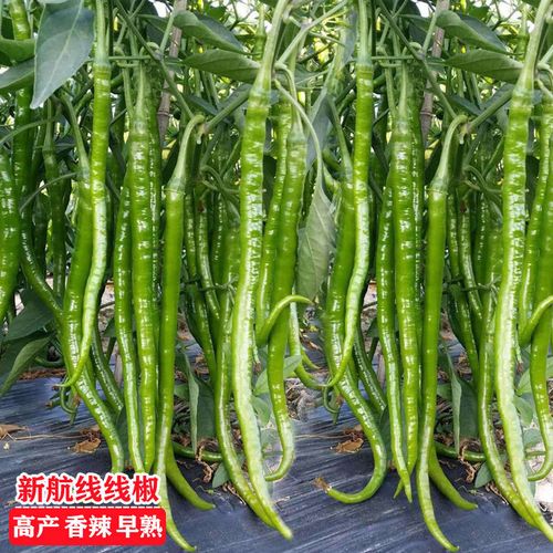 超长辣椒种子香辣王线椒种籽杭椒早熟高产四季播盆栽大田蔬菜种子