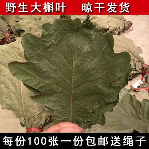 槲叶晒干粽叶大号家用桲椤叶柞树叶端午节包粽子粽叶