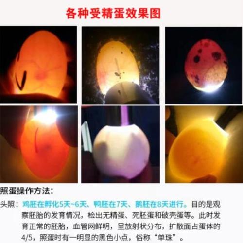 神器蛋穿透乌龟灯家用专用照验led孔雀蛋器手电鸡蛋鸟蛋孵化蛋.