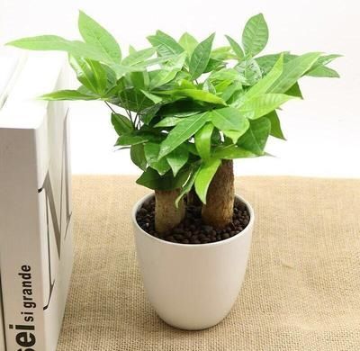 绿植盆栽 四季房间绿植 卧室内好养活家养植物招财树