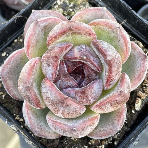 糖心紫玫瑰 多肉植物 一物一拍杂交新品防辐射盆栽花卉可带土发货