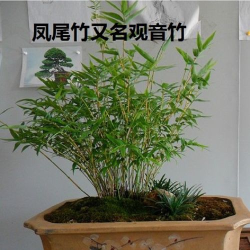 凤尾竹盆栽米竹 丛生矮小微型盆景假山植物 观音竹室内桌面观赏竹
