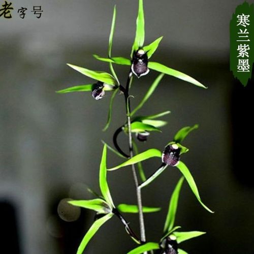 兰花  寒兰 胭脂扣   精品寒兰   假一赔十   盆栽 紫墨 6苗连体