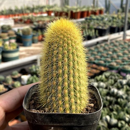 实生仙人柱金煌柱沙漠造型景观耐寒耐旱精品仙人球