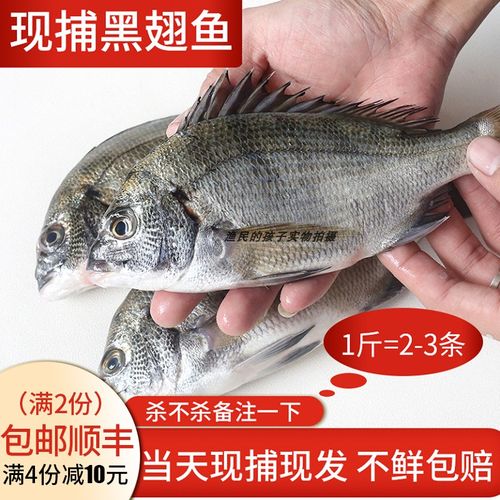 渔民的孩子当天海捕黑翅鱼新鲜黑赤鱼鲜活海鲫鱼野生一件1斤约3条