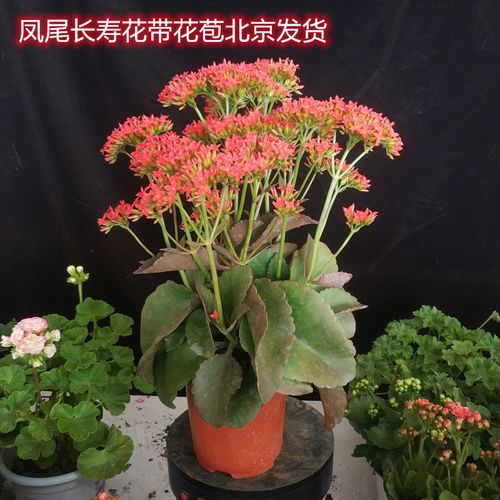 红色凤尾长寿花带花苞发货成品苗老桩苗四季阳台花期长盆栽花卉