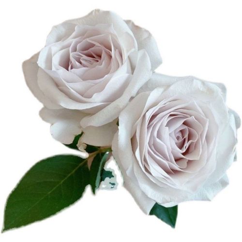 银色衬裙 超新品玫瑰盆栽阳台月季灰紫色调