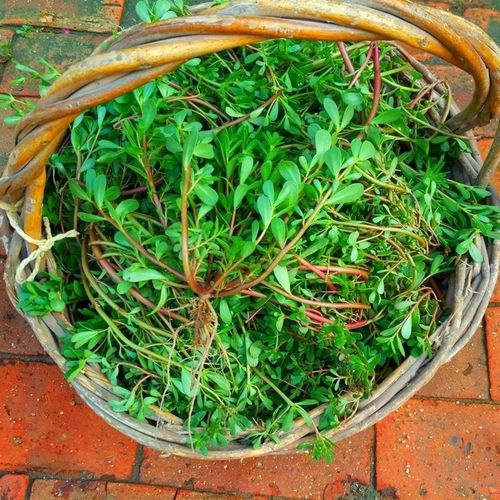 马齿笕新鲜可吃现挖可食用纯天然马苋菜绿色长寿菜野菜野生蔬菜