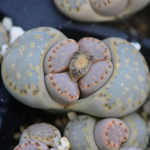 c217 饼干寿丽 多肉植物 番杏 生石花种子