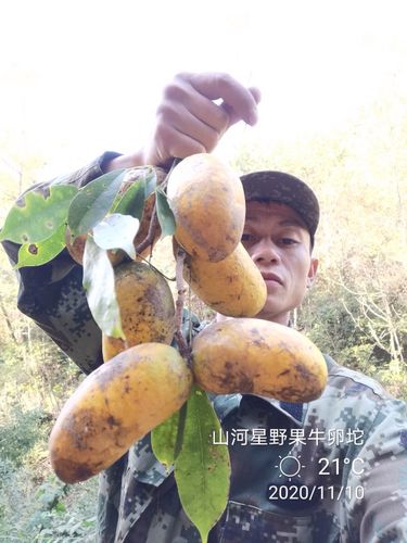 新鲜牛卵坨儿童孕妇奇异不常见没见过罕见稀奇的土