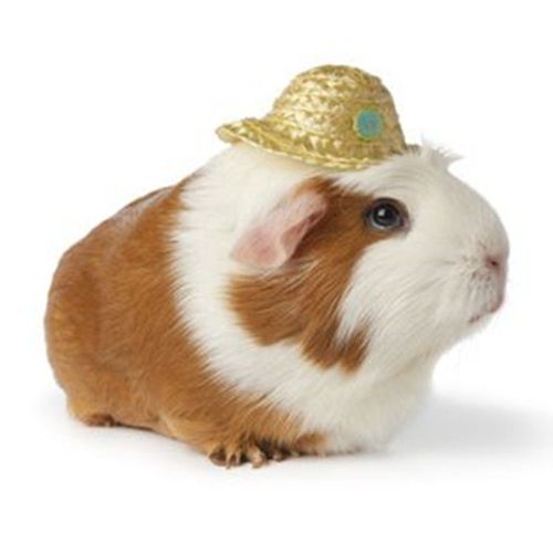 【店铺推荐】荷兰猪活体荷兰鼠活体 图片仅供参考