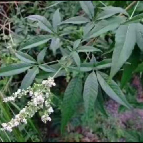 新鲜草药五指风,布荆,黄荆新鲜现摘月子洗澡