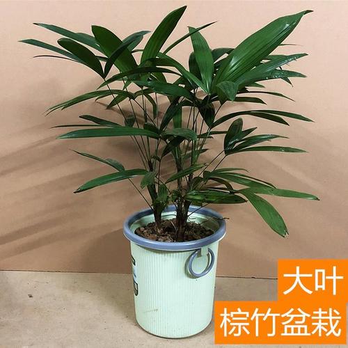 棕竹盆栽观音竹室内外客厅办公室大型常绿耐阴绿植吸甲醛净化空气