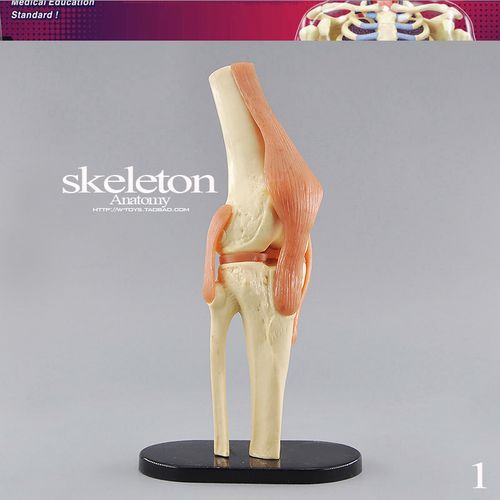 正版散货 人体结构组成模拟骨头 标本模具模型仿真骨骼大腿骨g3