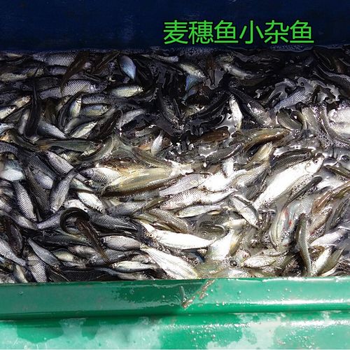 麦穗小河鱼小麻嫩小溪鱼火焙鱼香酥鱼小杂鱼新鲜活体现杀发货