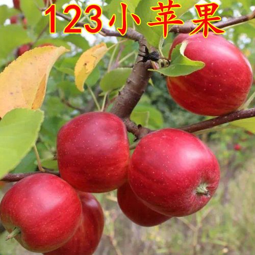 新品种正宗123小苹果k9小苹果沙果嫁接苹果树苗当年结果南北种植