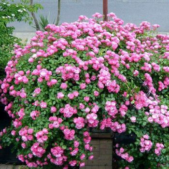 花苗爬藤植物藤本花卉浓香庭院室内阳台盆栽大红花 红花蔷薇1米左右