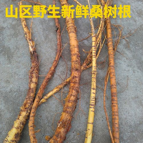 现挖桑根新鲜老桑树根500g桑树根老桑树根皮煲汤料桑枝