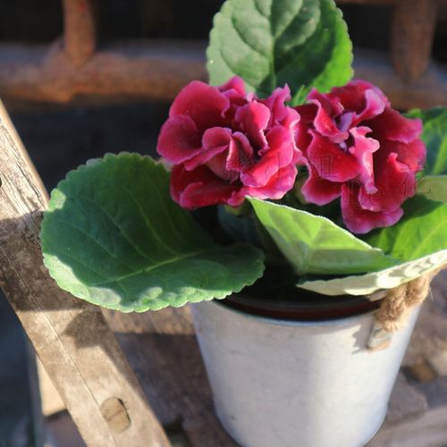 大岩桐重瓣带花盆栽花苗四季开花芙蓉花卉观花植物