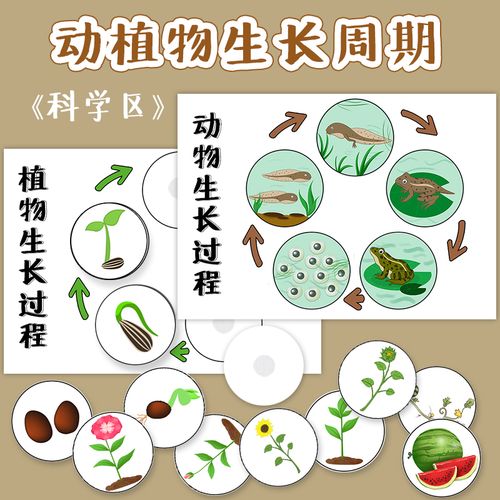 幼儿园科学区域 逻辑游戏教玩具动植物成长周期观察生长过程包邮