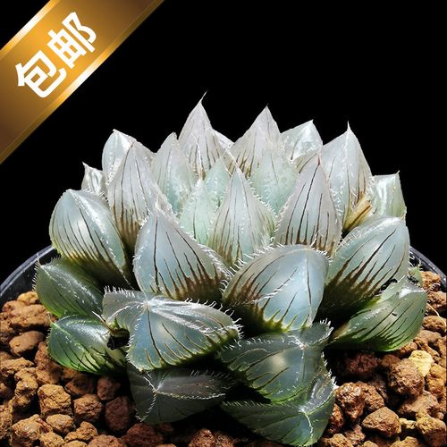 冰魄玉露多肉植物大颗超大十二卷透明窗玉露含盆带土多肉精品组合