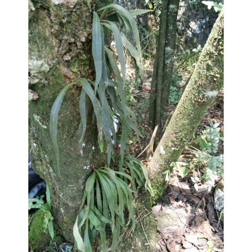 野生中药材石韦 小叶石韦 刀口药 小石苇 石背柳 石兰 大叶石韦