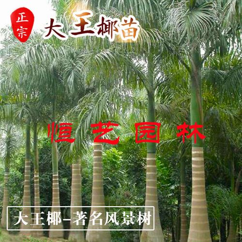 绿化风景树 大王椰树苗 大王棕树苗 大王椰苗 四季