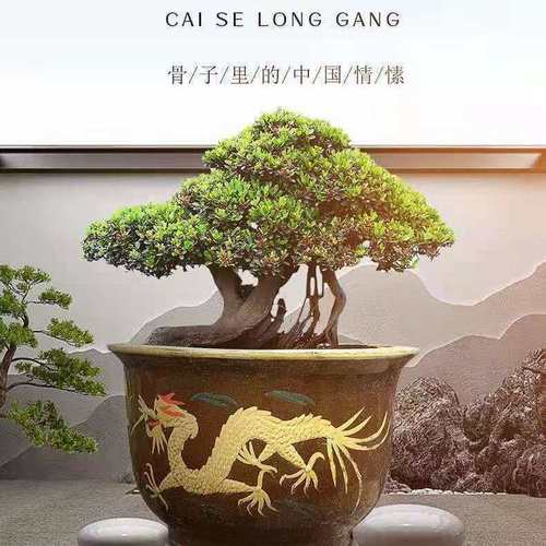 龙缸花盆大号特大号陶瓷花盆树桩盆景铁树发财树庭院种树特价清仓
