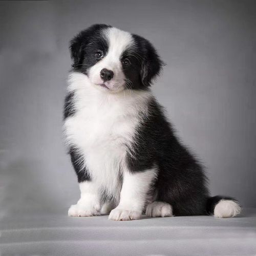 纯种陨石色边境牧羊犬幼崽公母活体金边狗狗七白三通黑白边牧幼犬