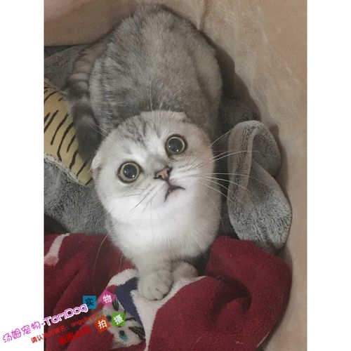 cfa纯种渐层猫渐层折耳猫苏格兰折耳猫渐层猫活体幼猫渐层猫o