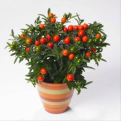 珊瑚樱盆栽室内阳台盆栽花卉植物珊瑚豆看樱桃吉庆果观果植物包邮