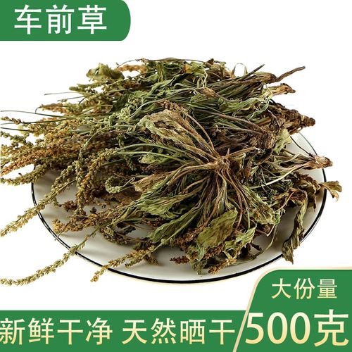 新货车前草全草中药材野生车前草茶干500g水洗新鲜售车前籽金钱草