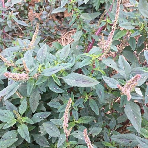 野生刺苋菜 新鲜红梗簕苋菜野苋菜假苋菜母猪刺 中草药500g 包邮