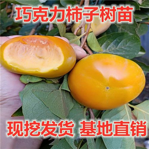 甜脆柿子苖树果树果树巧克力柿子树苖当年结果特大南北方种植包活
