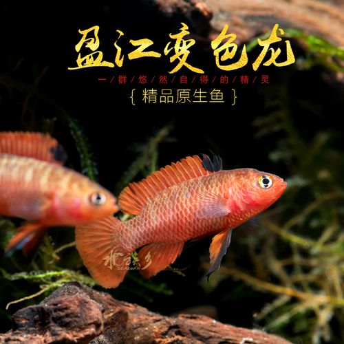 盈江变色鱼小型温顺观赏鱼原生鱼大盈江黛鲈火焰蓝帆
