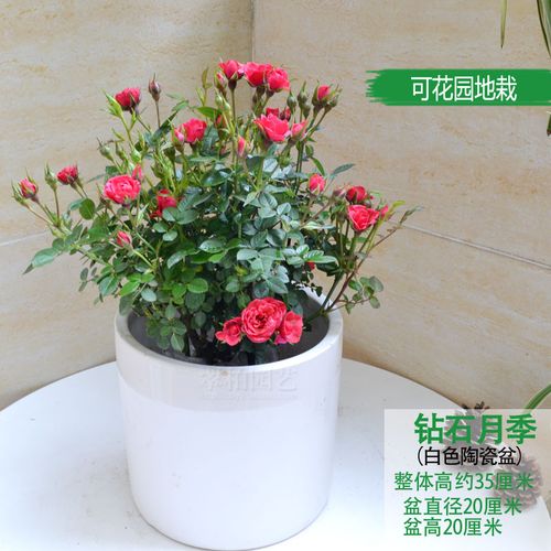 钻石月季/月月红/玫瑰花卉/盆栽植物/阳台庭院/3年苗重庆花卉