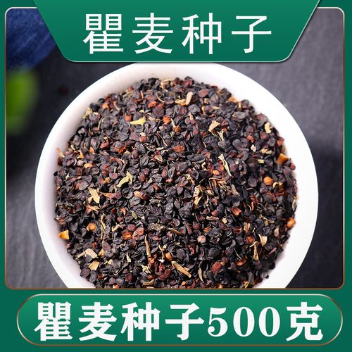 瞿麦种籽散装中药材五彩石竹花籽种植苗盆栽种子籽四季阳台播种